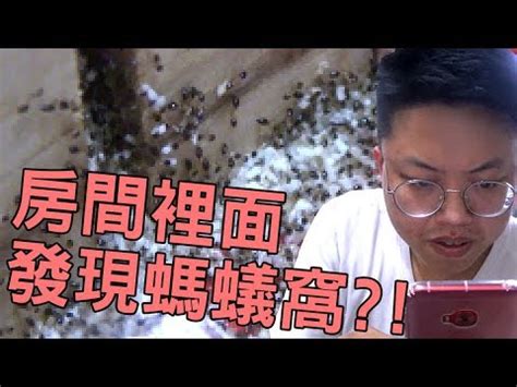 家中大螞蟻|家裡螞蟻多到殺不完怎麼辦？居家達人教4招滅蟻方法…